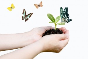 芽にとまる蝶